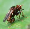 Sicus sp.